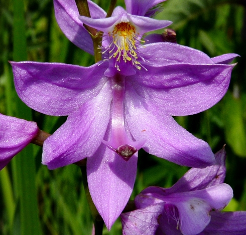 {Calopogon tuberosus}